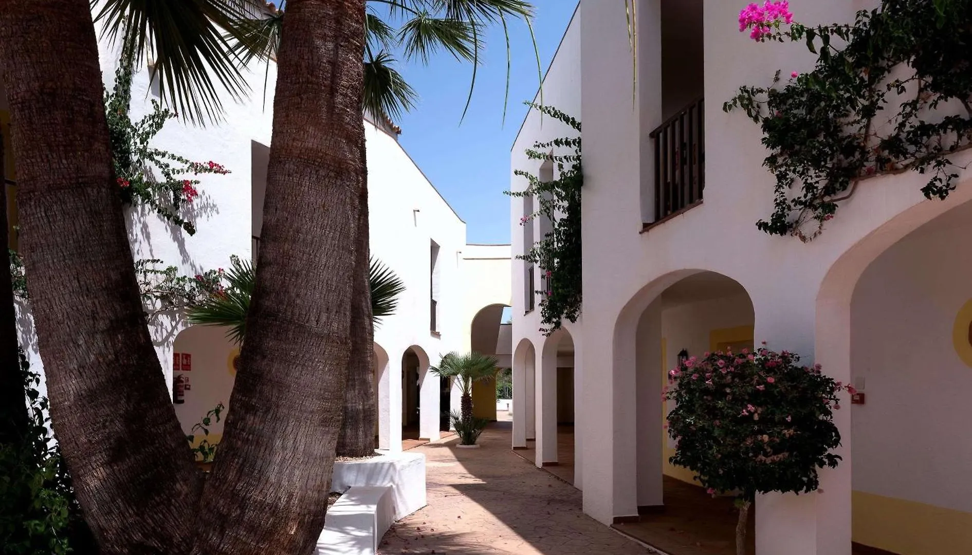 Sol Falco Menorca Son Xoriguer